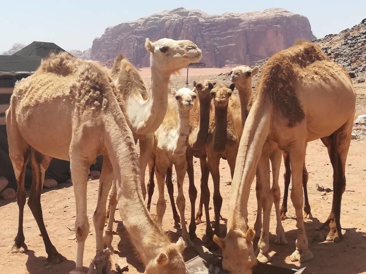 Climbers House In وادي رم المظهر الخارجي الصورة